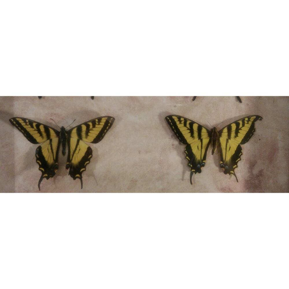 Butterfly Mounts - in 21 x 17" frame - Picture 5 of 8